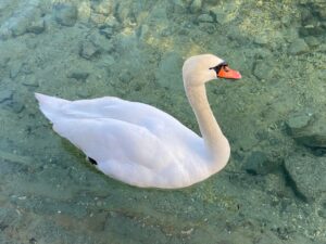 本人の代わりに白鳥の画像をプロフィール画像にしています